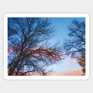 Photo of Leafless Branches Against Morning Sky Sticker